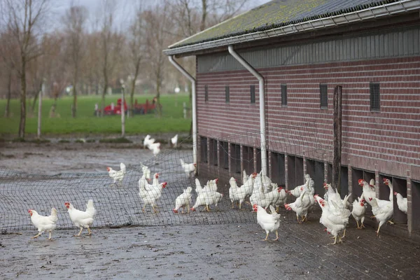 Ücretsiz gezici beyaz tavuk holl utrecht yakınlarındaki organik çiftlikte — Stok fotoğraf