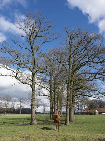 Brown horse and large oak trees in dutch countryside near Amersf — Stock Photo, Image