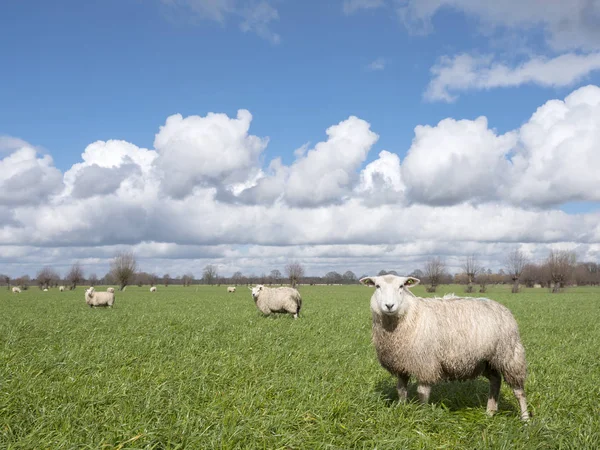 羊在绿色的草地附近的乌得勒支在荷兰的农村 unde — 图库照片