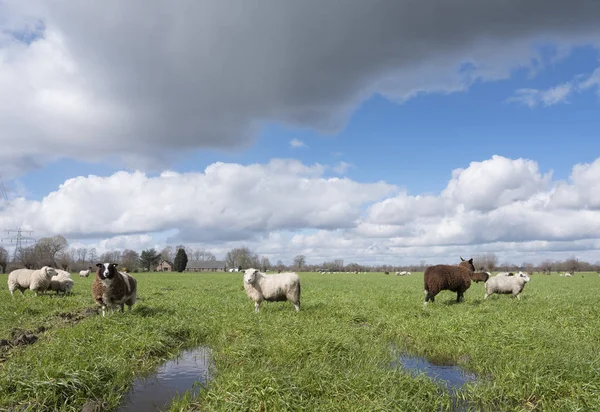 Ovejas en prado verde cerca de utrecht en el campo holandés unde — Foto de Stock