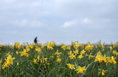 Nergis çiçek dışında ve bik insan silüeti çok