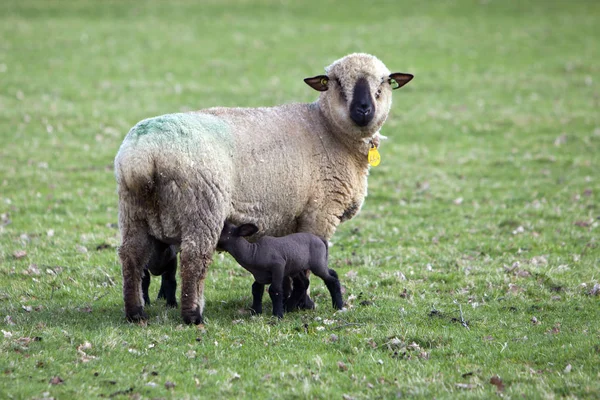 Svart leds fåren i grön äng med dricka lamm — Stockfoto