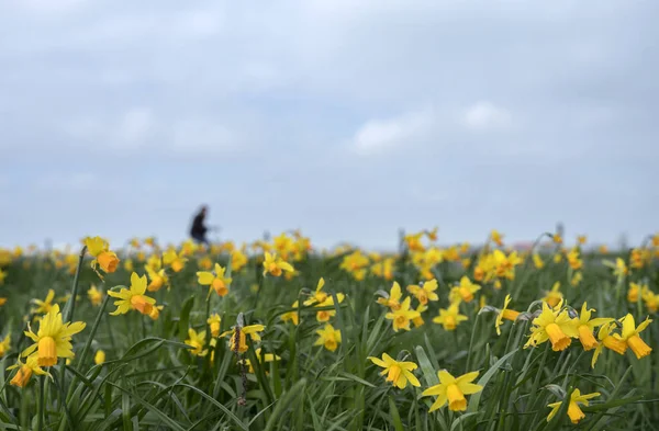 Många narcisser blommor utanför och silhuetten av person på bik — Stockfoto