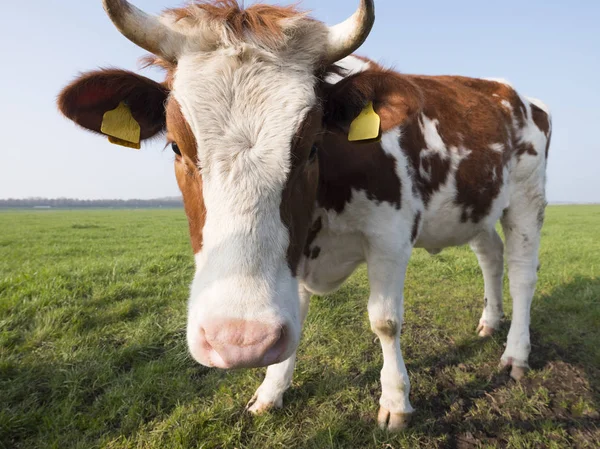 Vacas rojas y blancas en prado verde bajo cielo azul en Holanda — Foto de Stock