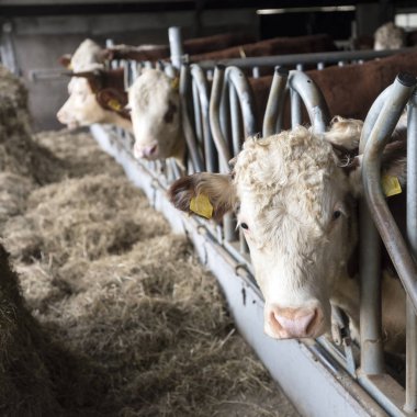 beyaz başlı hereford boğa Hollanda'da açık istikrarlı