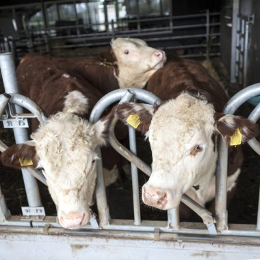 beyaz başlı hereford boğa Hollanda'da açık istikrarlı