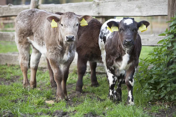 Calfs in meadow near wooden fence in the netherlands — Stock Photo, Image