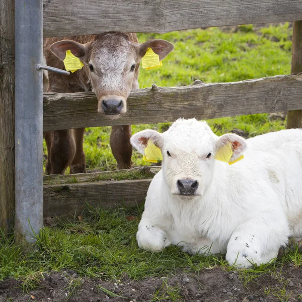 Calfs in meadow near wooden fence in the netherlands — Stock Photo, Image