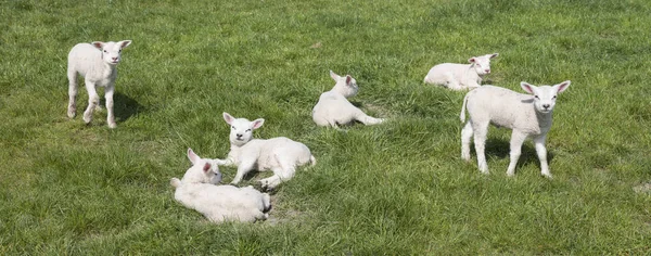 Small newborn lambs in green meadow on sunny spring day — Stock Photo, Image