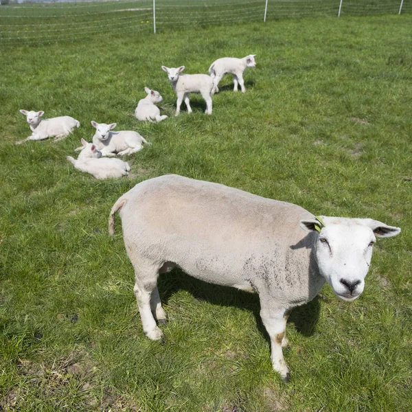 Маленькі новонароджені ягнята насолоджуються сонцем на зеленому лузі в сонячний весняний день, тоді як матір вівці стоять на варті — стокове фото