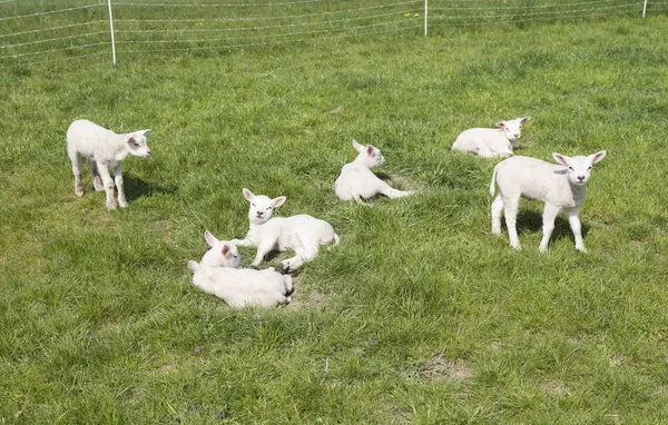 Pequeños corderos recién nacidos en prado verde en el soleado día de primavera — Foto de Stock