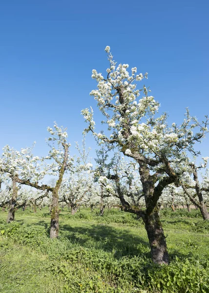 Perenbomen bloeien in het voorjaar onder blauwe hemel in Nederland — Stockfoto