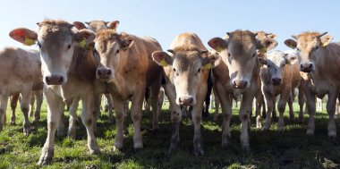 Genç sarışın akuitaine inekleri ve buzağıları yeşil bahar topraklarında