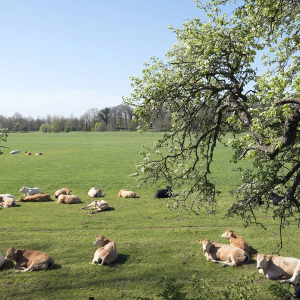 Joven rubia d 'aquitaine vacas y terneros en verde primavera landsca —  Fotos de Stock