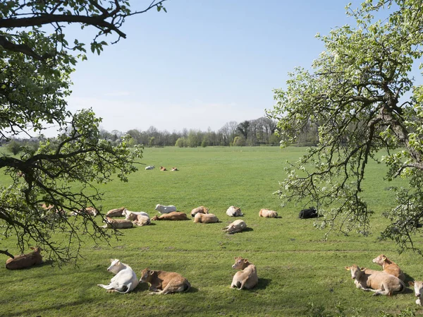 Joven rubia d 'aquitaine vacas y terneros en verde primavera landsca —  Fotos de Stock