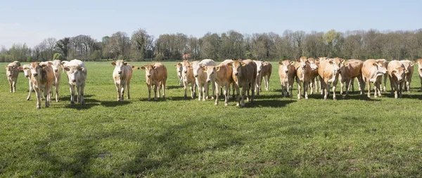 Young blonde d' aquitaine cows and calfs in green spring landsca — Stock Photo, Image