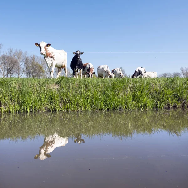 Plamistych krów na zielonym trawiastej łące pod błękitne niebo odzwierciedla — Zdjęcie stockowe