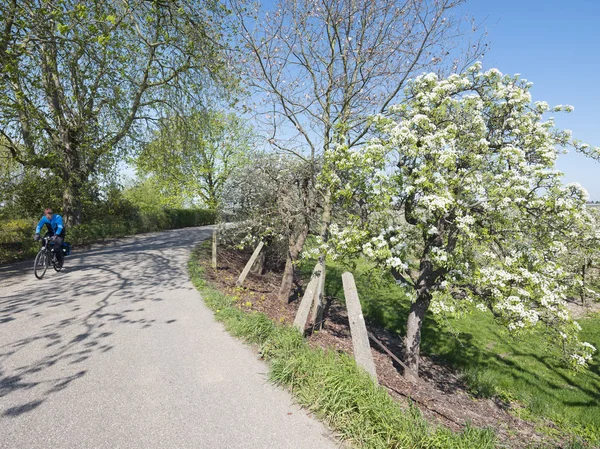 Tricht, Netherlands, 4 april 2019: pear blossom on trees near ro — Stock Photo, Image