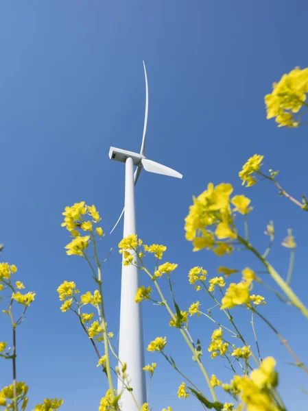 Turbina eólica contra o céu azul visto através de flores amarelas de rap — Fotografia de Stock