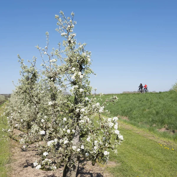 Kvetoucí ovocný sad v Holandsku pod modrým nebem s lidmi o — Stock fotografie