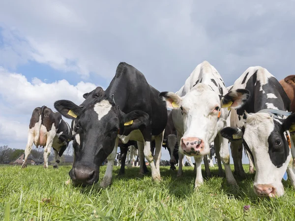 Grupo grande de vacas manchadas en pradera verde holandesa cerca de am — Foto de Stock