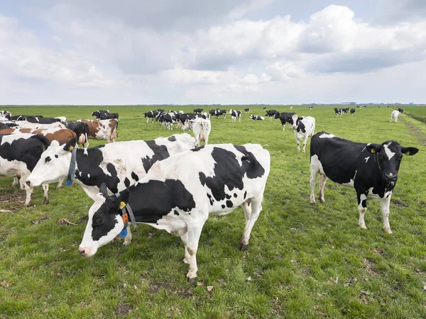 Grupo grande de vacas manchadas en pradera verde holandesa cerca de am — Foto de Stock