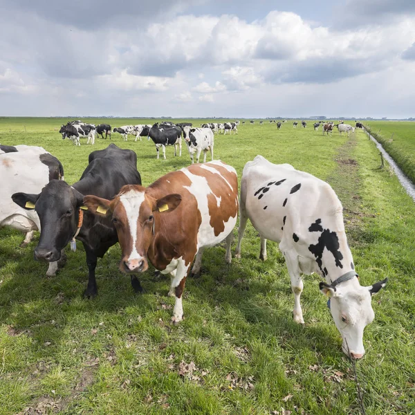 Grand groupe de vaches tachetées dans la prairie herbeuse verte hollandaise près de am — Photo
