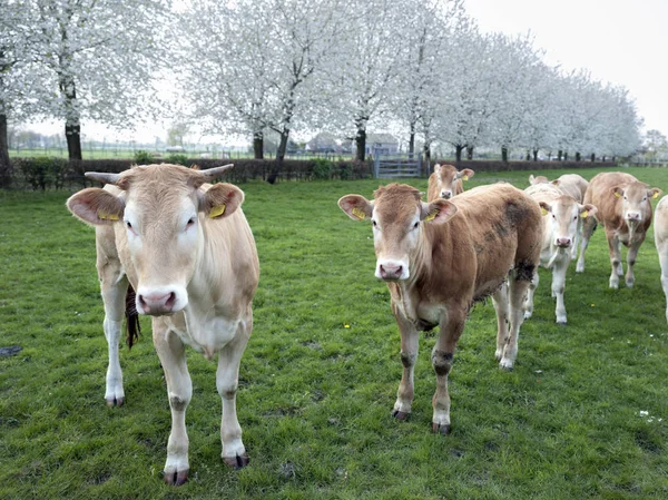 Blonde d'aquitaine cow and calfs in green meadow with blossoming — Stock Photo, Image