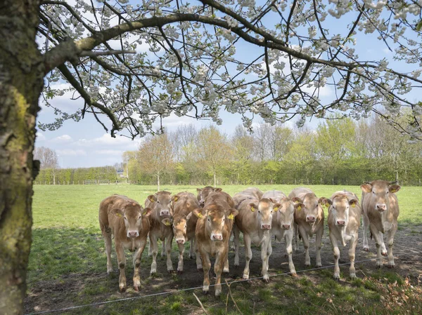 Blonde d'aquitaine cow and calfs in green meadow with blossoming — Stock Photo, Image