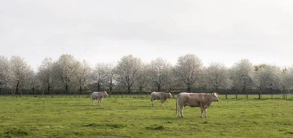 Vacas rubias d 'aquitaine pastan en prado verde cerca de la floración blanca — Foto de Stock