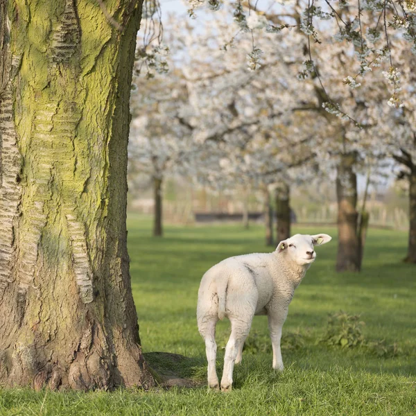Lambs and sheep in spring under blossoming cherry trees in dutch — Stock Photo, Image