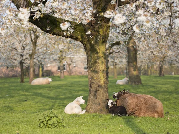 lambs and sheep in spring under blossoming cherry trees in dutch