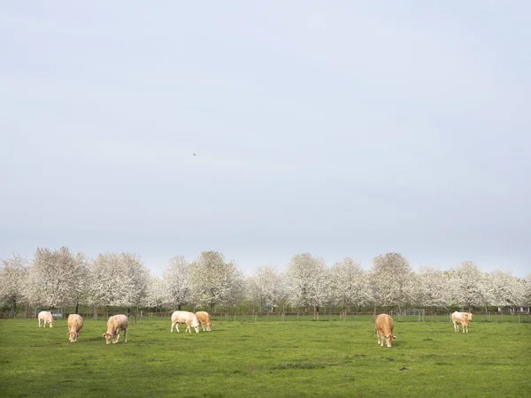 Blonde d'aquitaine cows in spring landscape with blossoming tree — Stock Photo, Image