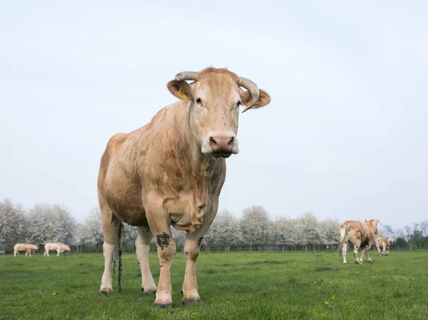 Vacas loira d 'aquitaine na paisagem de primavera com árvore florescente — Fotografia de Stock