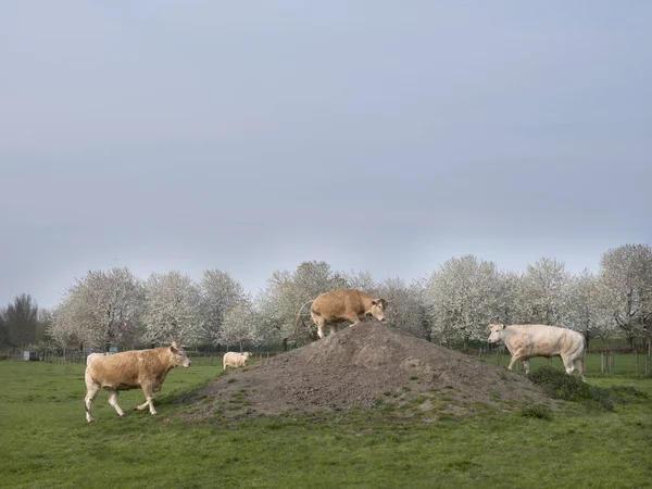 Blond d'Aquitaine krów w wiosennym krajobrazie z kwitnących drzew — Zdjęcie stockowe