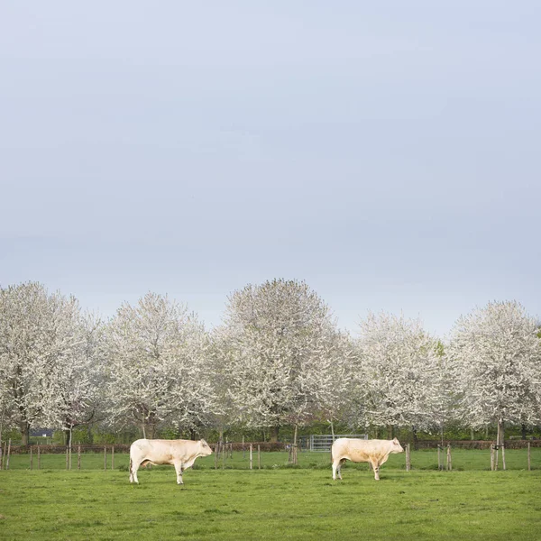 Ξανθιά d'aaqua αγελάδες σε άνοιξη τοπίο με ανθοφορίας δέντρο — Φωτογραφία Αρχείου