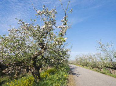 yakın Hollanda'da dike boyunca mavi gökyüzü altında elma ağaçları çiçek
