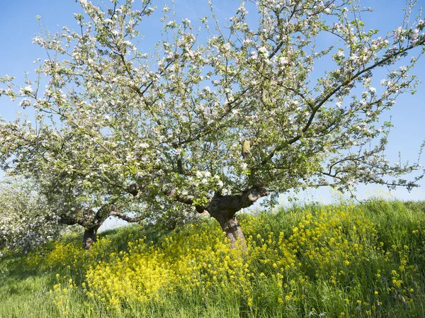 Bloeiende appelbomen onder blauwe hemel langs Dijk in Holland nabij — Stockfoto