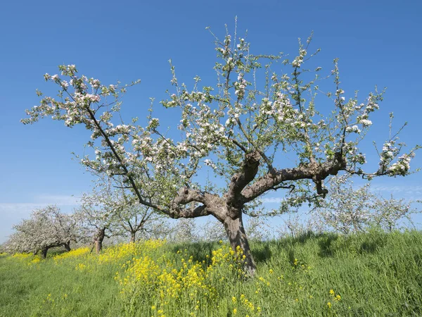 Bloeiende appelbomen onder blauwe hemel langs Dijk in Holland nabij — Stockfoto