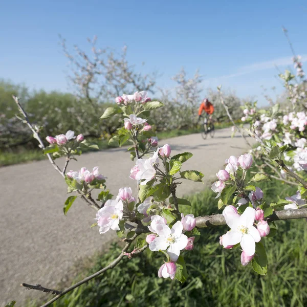 Persoon rijdt fietsen op dijk tussen bloeiende appelbomen onder b — Stockfoto