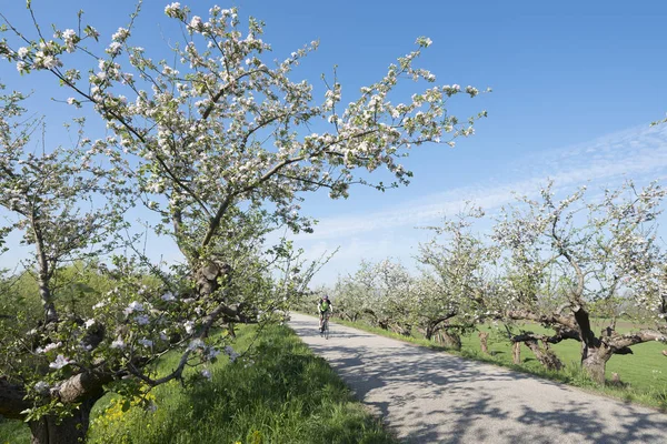 Man op de fiets in de buurt van appel bloesem en raapzaad op Dijk in Betuwe — Stockfoto