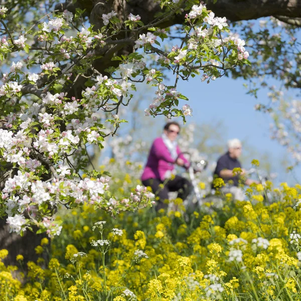 Persoon rijdt fietsen op dijk tussen bloeiende appelbomen onder b — Stockfoto