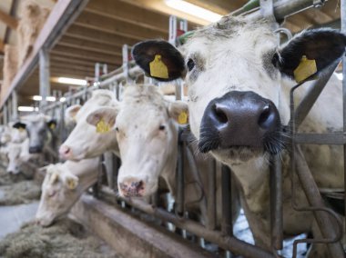 Hollanda 'daki çiftlikte beyaz et inekleri