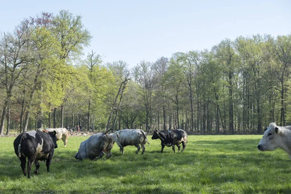 Carne vacas correr y saltar en prado herboso en su primer día outsi —  Fotos de Stock