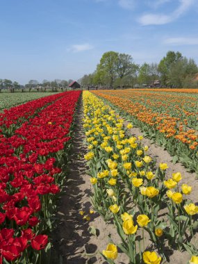 güzellik mavi gökyüzü altında Hollanda'da renkli lale alanı
