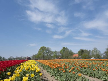 güzellik mavi gökyüzü altında Hollanda'da renkli lale alanı