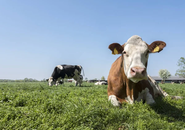 Spotted cows in green meadow under blue sky near utrecht in the — Stock Photo, Image