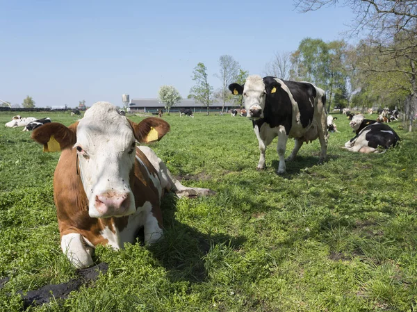 ユトレヒトの近くの青い空の下の緑の草原で見つかった牛 — ストック写真