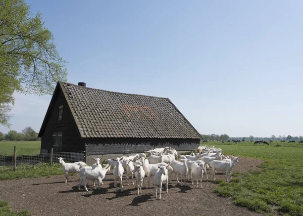 Białe kozy w słoneczny dzień wiosną i stara stodoła na utrechtse heu — Zdjęcie stockowe