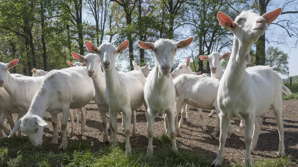 Skupina bílých koz venku na slunném jarním dnu poblíž Utrecht — Stock fotografie